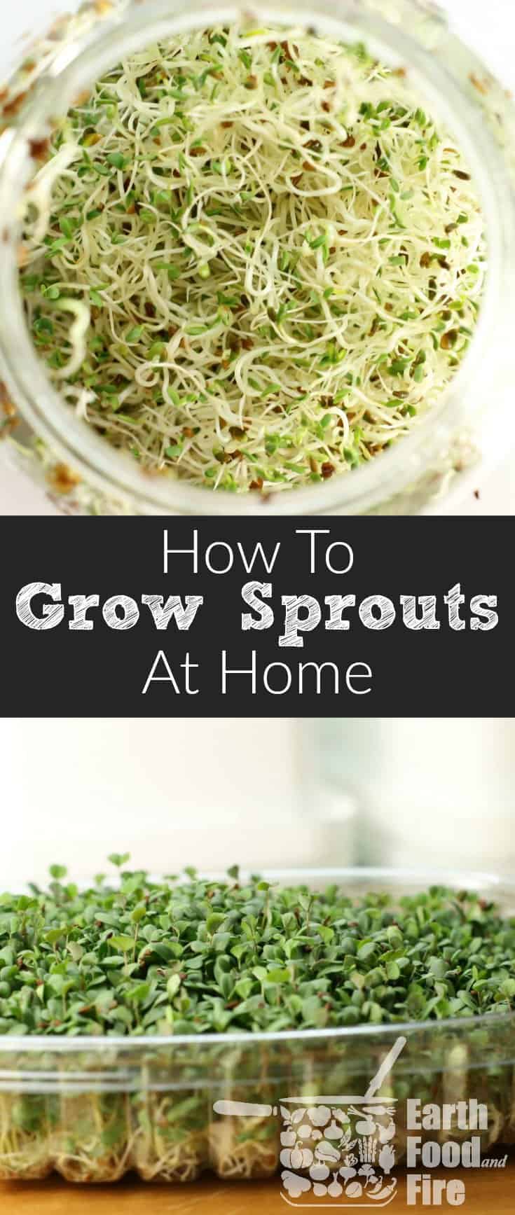 Learn how to grow sprouts at home. An easy and a great kid-friendly activity. Perfect for adding easy, cheap, and tasty nutrition to your diet! #howtogrowsprouts #sprouts