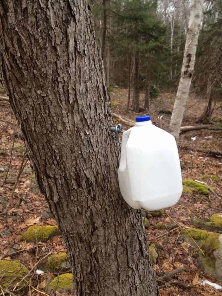 milk jug collecting maple syrup