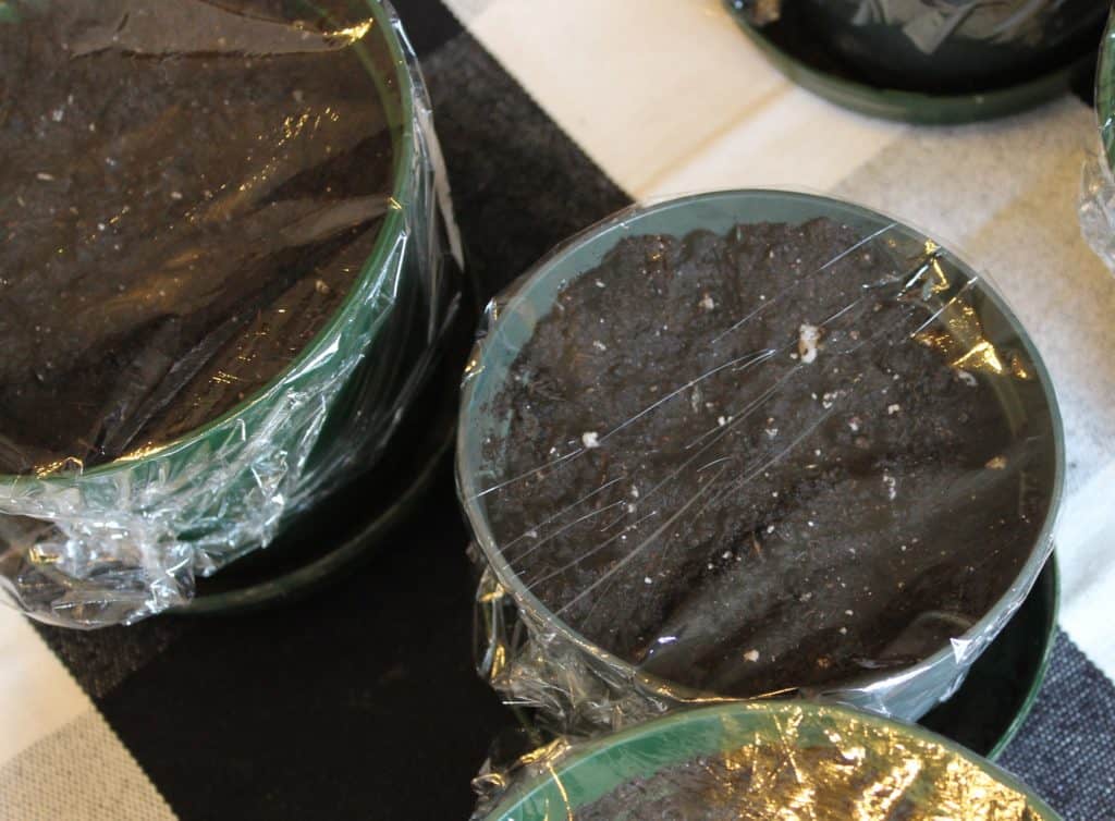 small indoor flower pots covered with plastic to help speed up seed germination