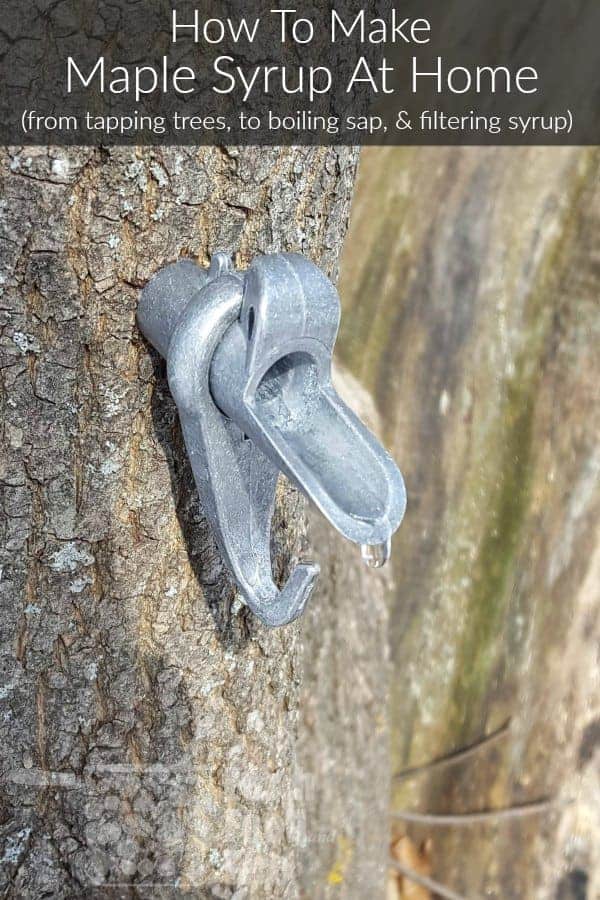 a maple tap in a maple tree dripping maple sap