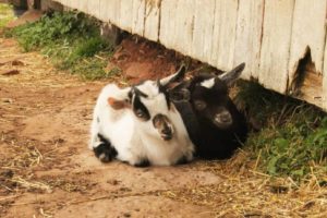 baby Goats sleeping by the barn at Island Hill Farm