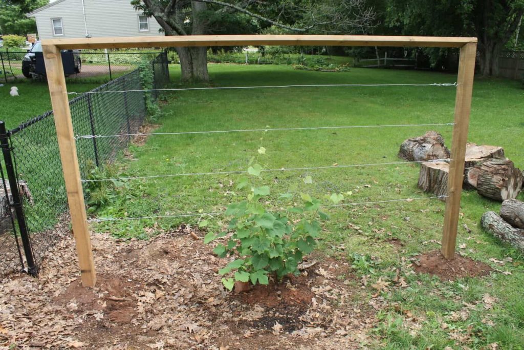 A DIY Wire Trellis For Grapes