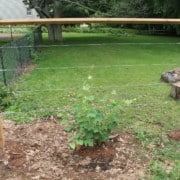 How to Build a Wire Trellis for Grapes