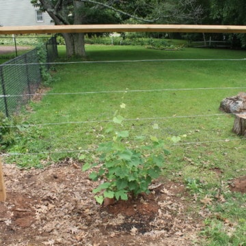 How to Build a Wire Trellis for Grapes