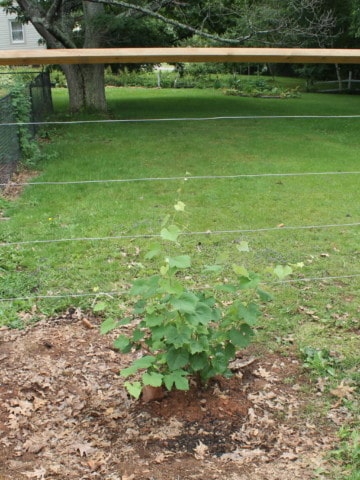 How to Build a Wire Trellis for Grapes