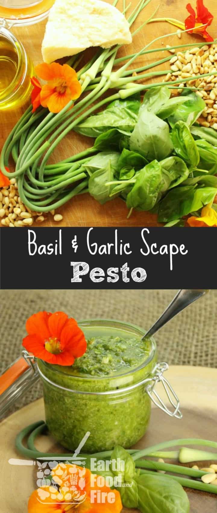 A deliciously simple to follow basil pesto recipe that uses fresh garlic scapes from the garden. Perfect for use in pasta and other dishes.