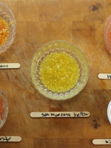 Saving tomato seeds is an economical and fun project any gardener can manage at home.