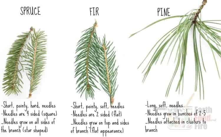 Examples of spruce, fir, and pine tree needles and tips how to identify them