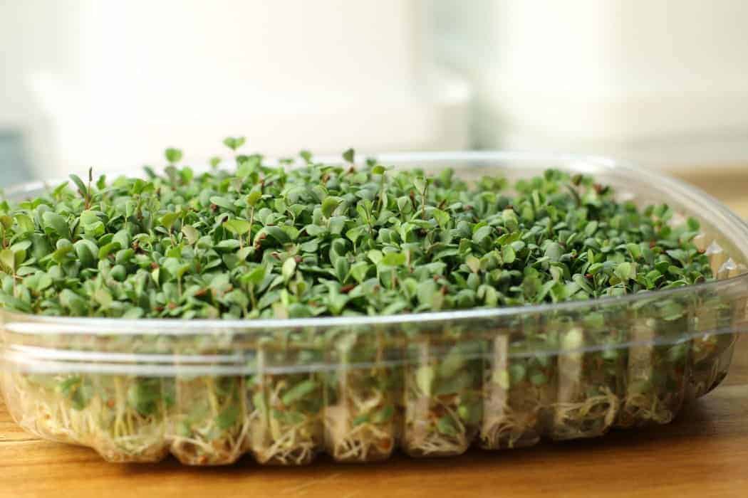 How to sprout seeds at home, easy and good for you!