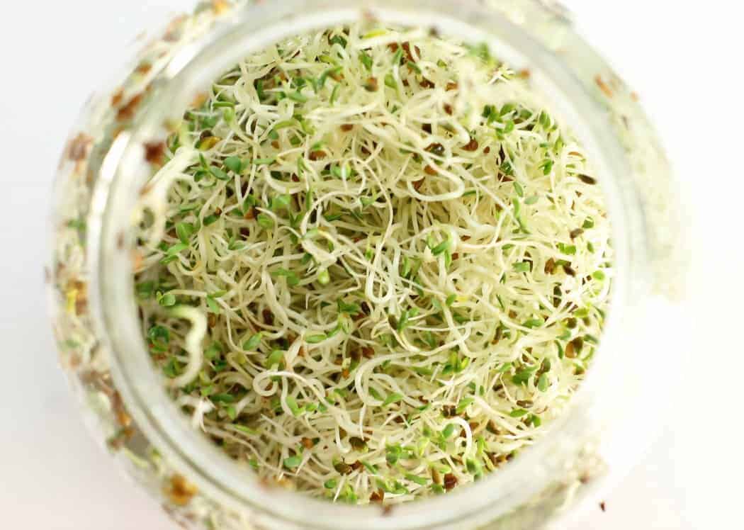 Learn how to sprout seeds at home, easy and a fun project for kids!