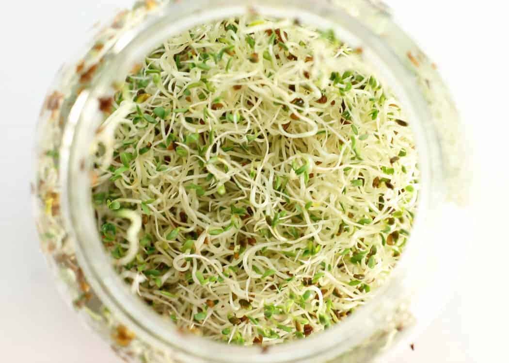 Learn how to grow sprouts at home, easy and a fun project for kids!