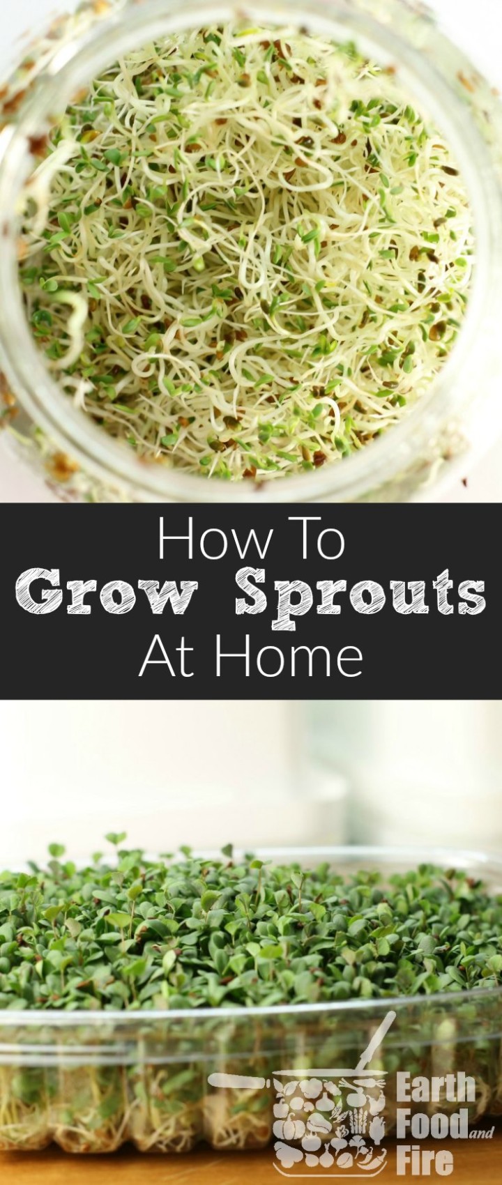 Learn how to grow sproutss at home. An easy and a great kid-friendly activity. Perfect for adding easy, cheap, and tasty nutrition to your diet!