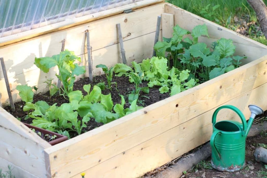 Cold Frame Gardening What Is It, and Why You Should Try It Earth, Food, and Fire