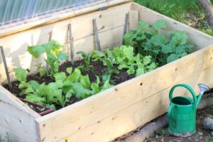 There are many benefits to gardening in a cold frame in cooler climates. Learn what a cold frame is, how it will benefit your garden, and what to grow in one to increase your vegetable harvest.