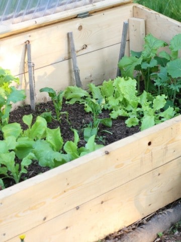There are many benefits to gardening in a cold frame in cooler climates. Learn what a cold frame is, how it will benefit your garden, and what to grow in one to increase your vegetable harvest.