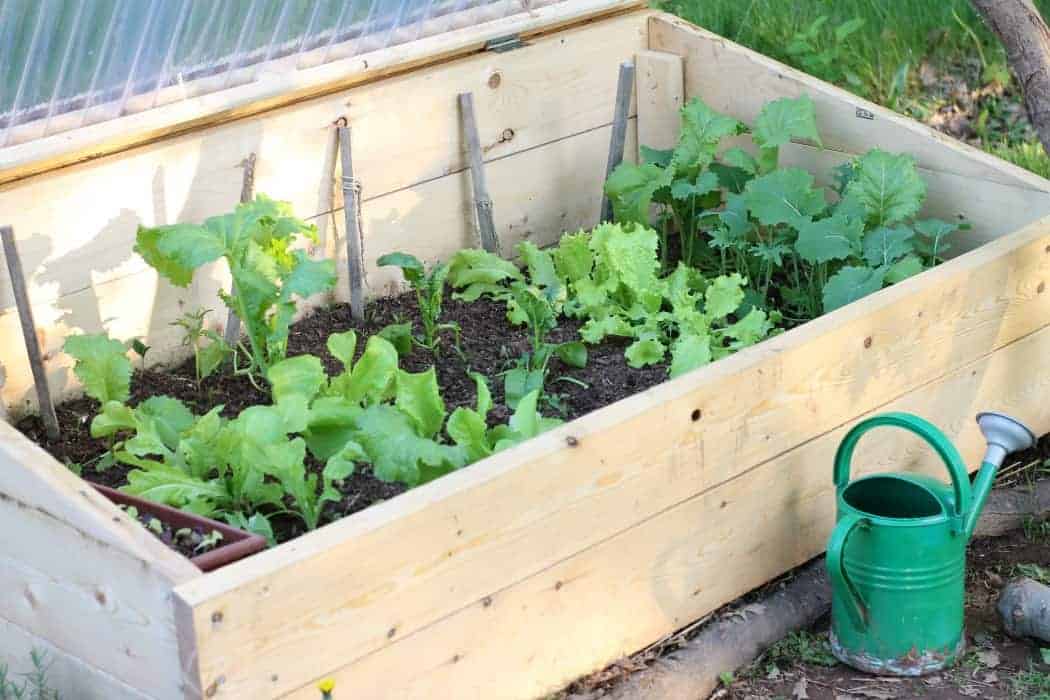 There are many benefits to gardening in a cold frame in cooler climates. Learn what a cold frame is, how it will benefit your garden, and what to grow in one to increase your vegetable harvest.