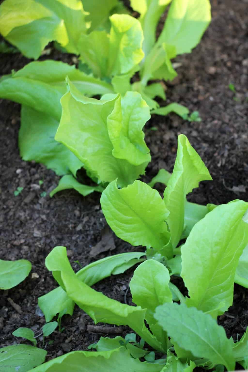 Perfect lettuce grown in a cold frame