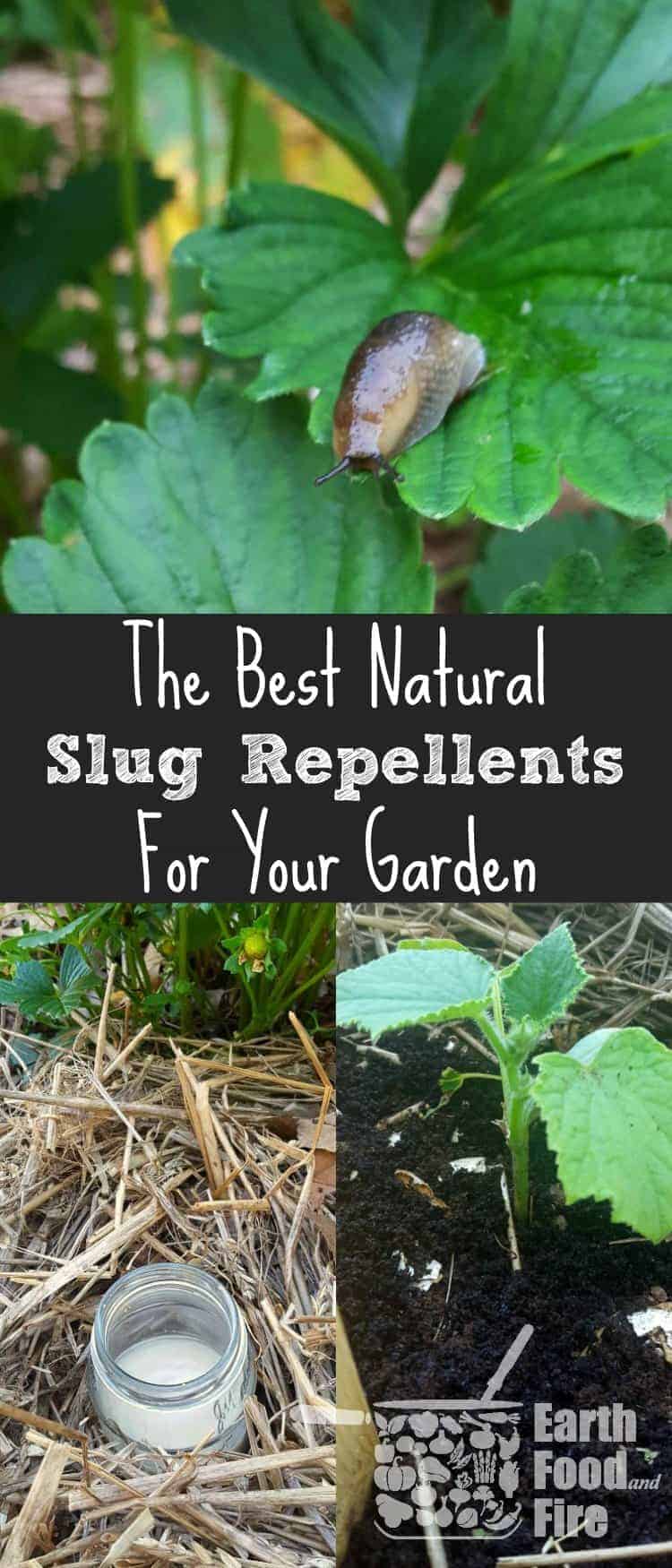 Every gardener that grows their own vegetables, has had a battle with slugs. Fortunately all is not lost! Learn how to get rid of slugs in your garden using natural methods and deterrents. Perfect for use when pets or children are around, and won't damage your plants.