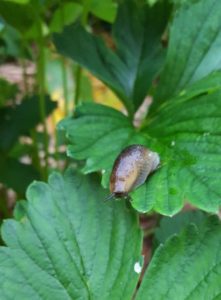 Getting rid of slugs in your garden can be a challange, Learn how woth these natural slug repellents.