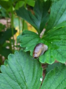 How To Get Rid Of Slugs