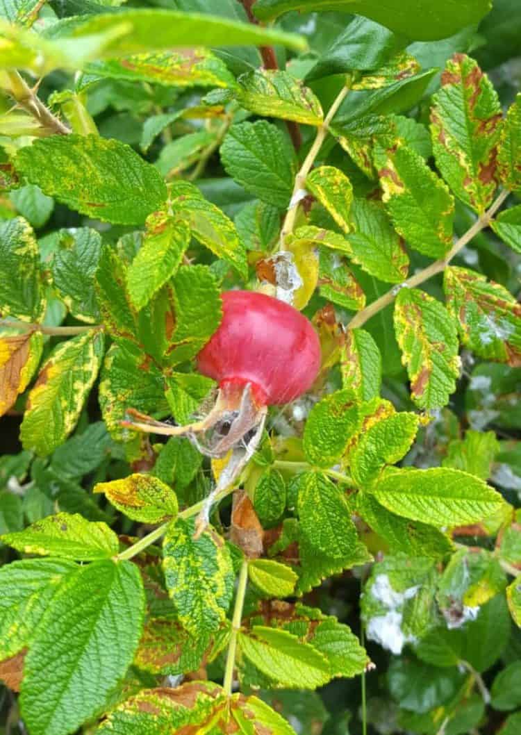 close up of a wild rose hip on a rose bush
