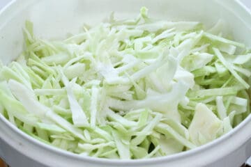 Shredded green cabbage and salt in a white plastic bucket.