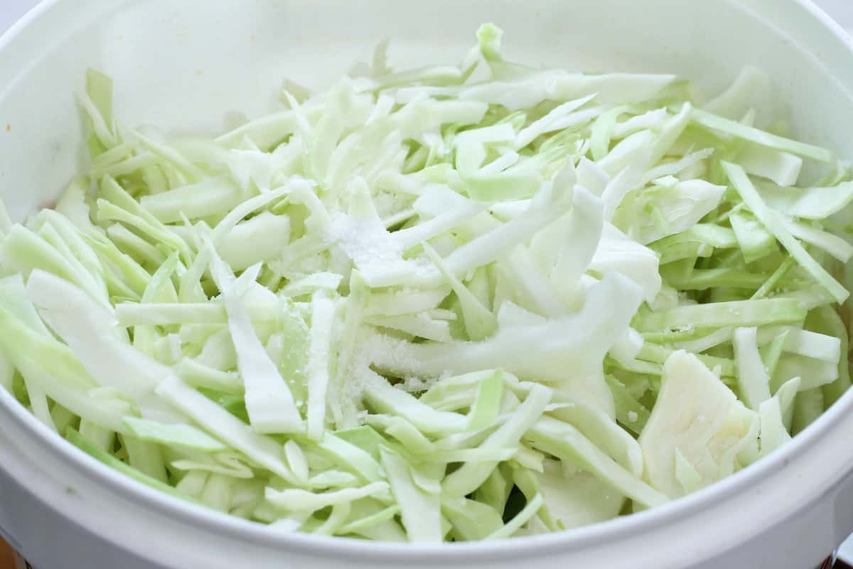 roughly sliced cabbage in a bucket prior to making sauerkraut