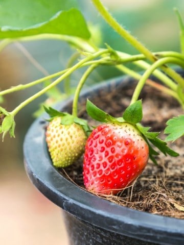 a strawberry plant being grown in a black plastic pot