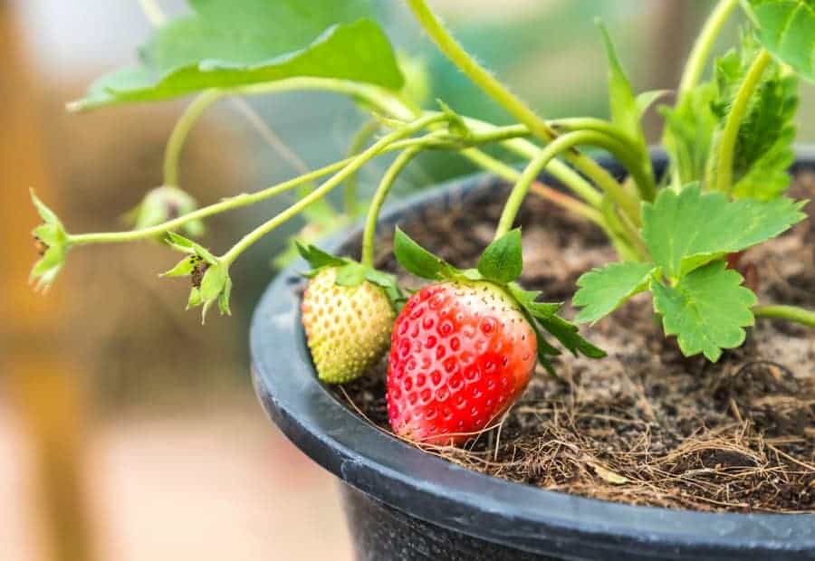 a strawberry [plant being grown in a black plastic pot