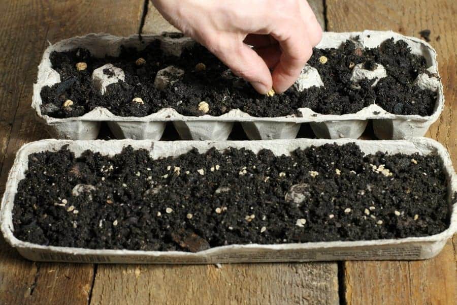 seeds being planted in a makeshift egg carton planter