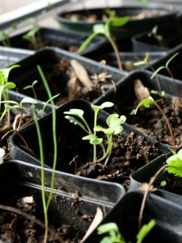 various seedlings sprouting in black plastic pots