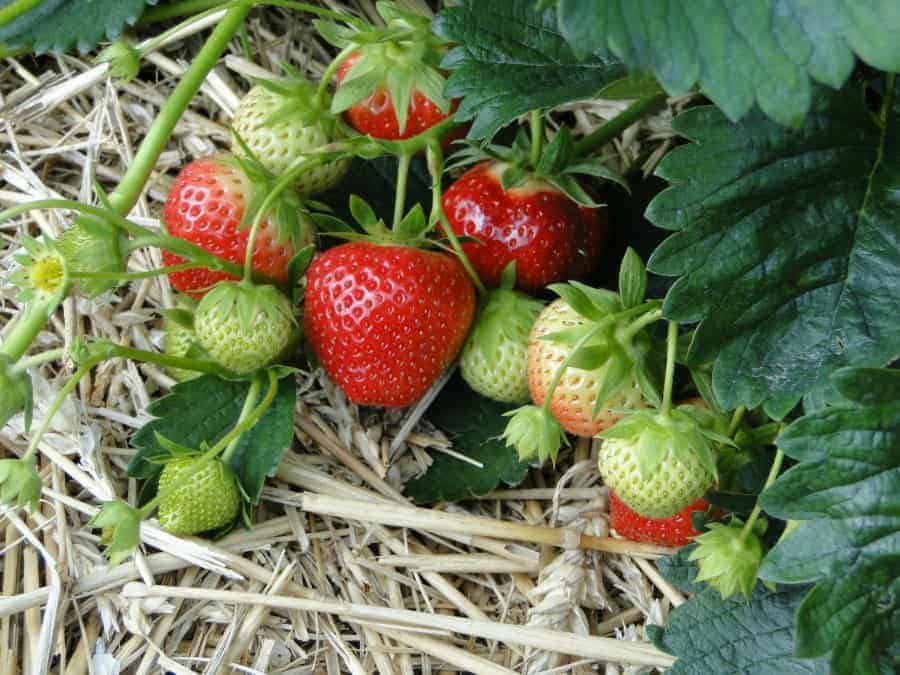 How to grow strawberries : A strawberry plant with ripe berries laying on straw mulch