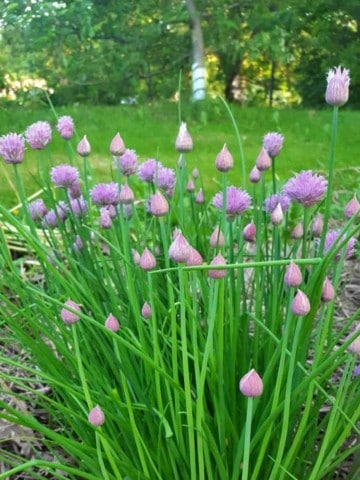 A mature chive plant blooming