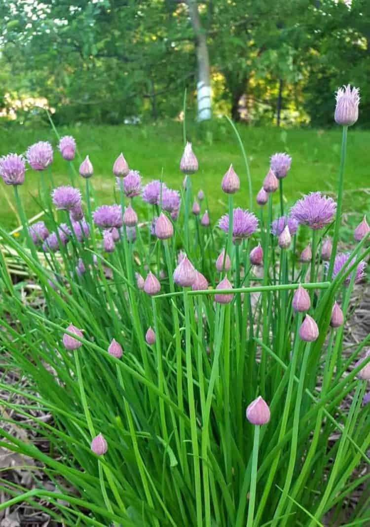 A mature chive plant blooming 