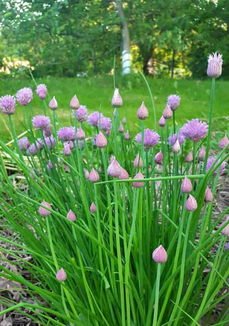 A mature chive plant blooming