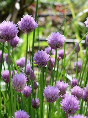 Close up of chive blossoms in a garden
