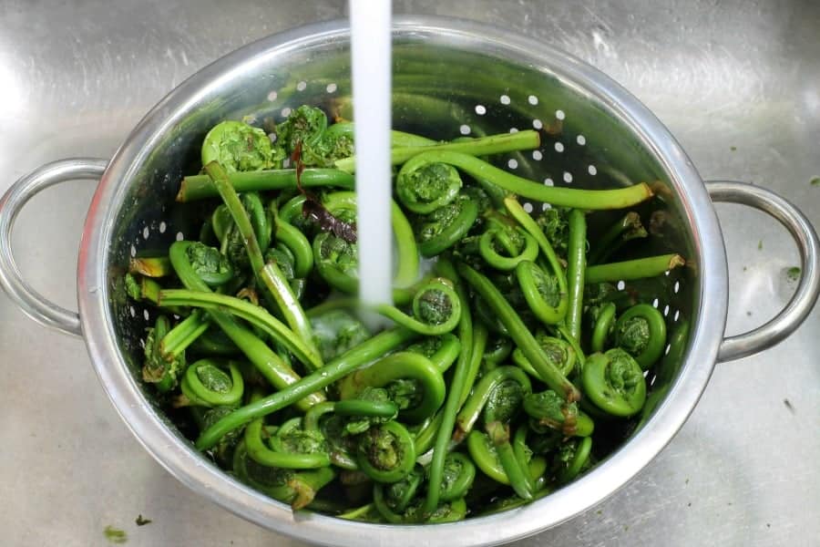freshly foraged fiddleheads being washed in a steel colander