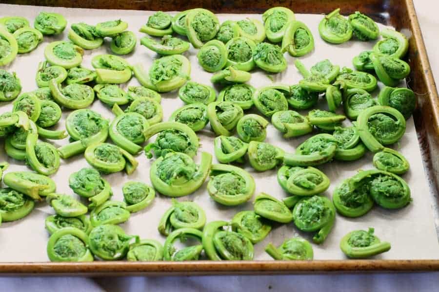 blanched fiddleheads layed out on a tray ready to be frozen