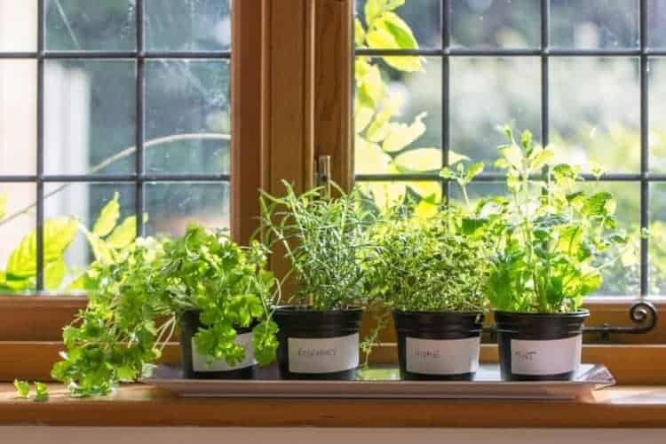 Various potted herbs on a windowsill her garden