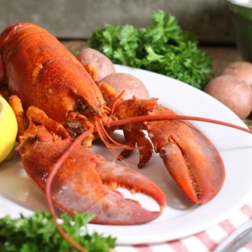 A freshly cooked lobster on a white platter. Learn how to cook lobster at home!