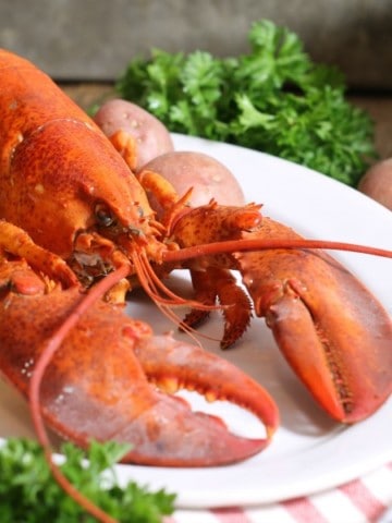 A freshly cooked lobster on a white platter. Learn how to cook lobster at home!