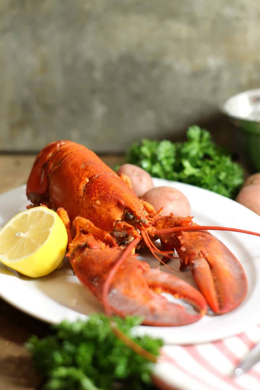 An Atlantic lobster freshly boiled and displayed on a white platter with lemon and parsley