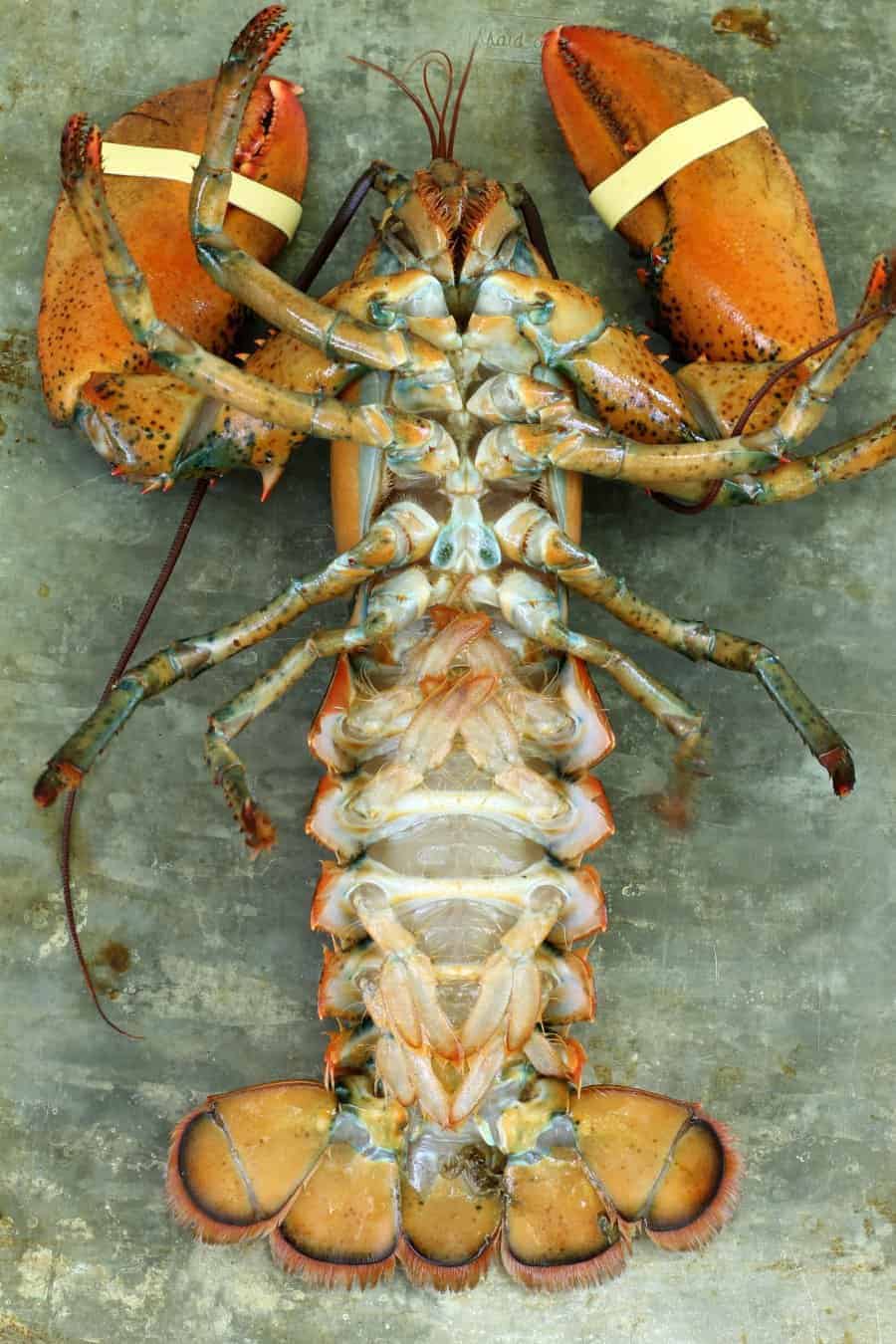 a female lobster on its back for easy identification