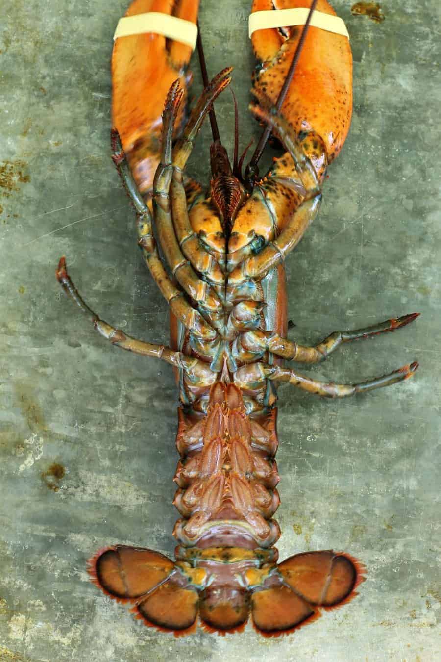 a male lobster on its back for easy identification