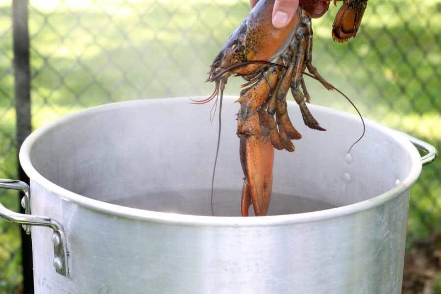 A live lobster being put into a pot of boiling water