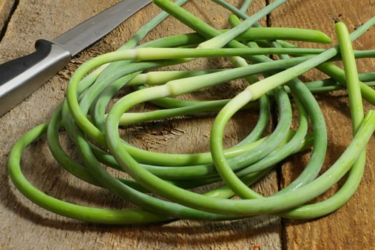What Are Garlic Scapes (+ How To Use & Grow Your Own) Earth, Food