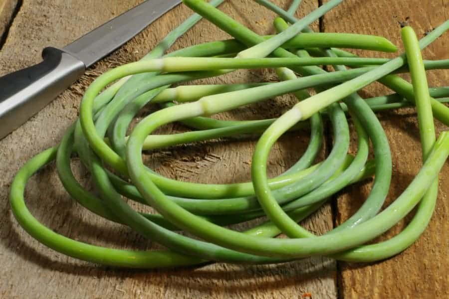 a close up of freshly harvested garlic scapes