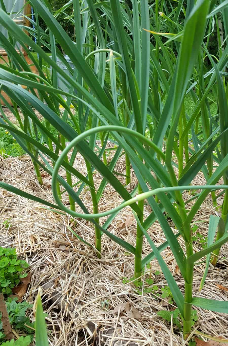 garlic plants with garlic scapes ready to be harvested