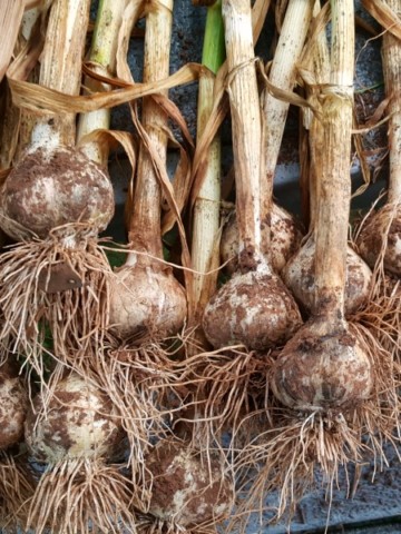 A bunch of freshly harvested garlic right after being dug from the ground