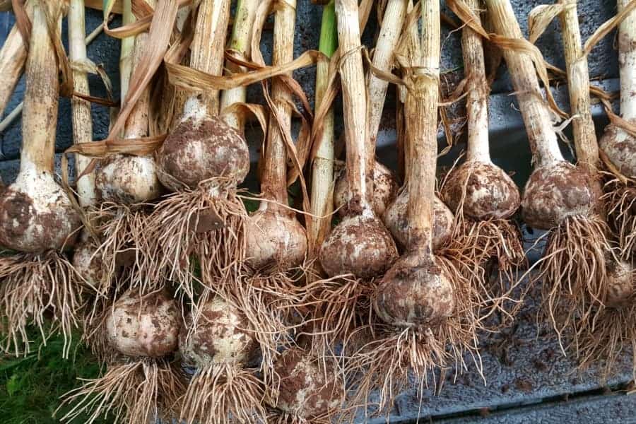 A bunch of freshly harvested garlic right after being dug from the ground